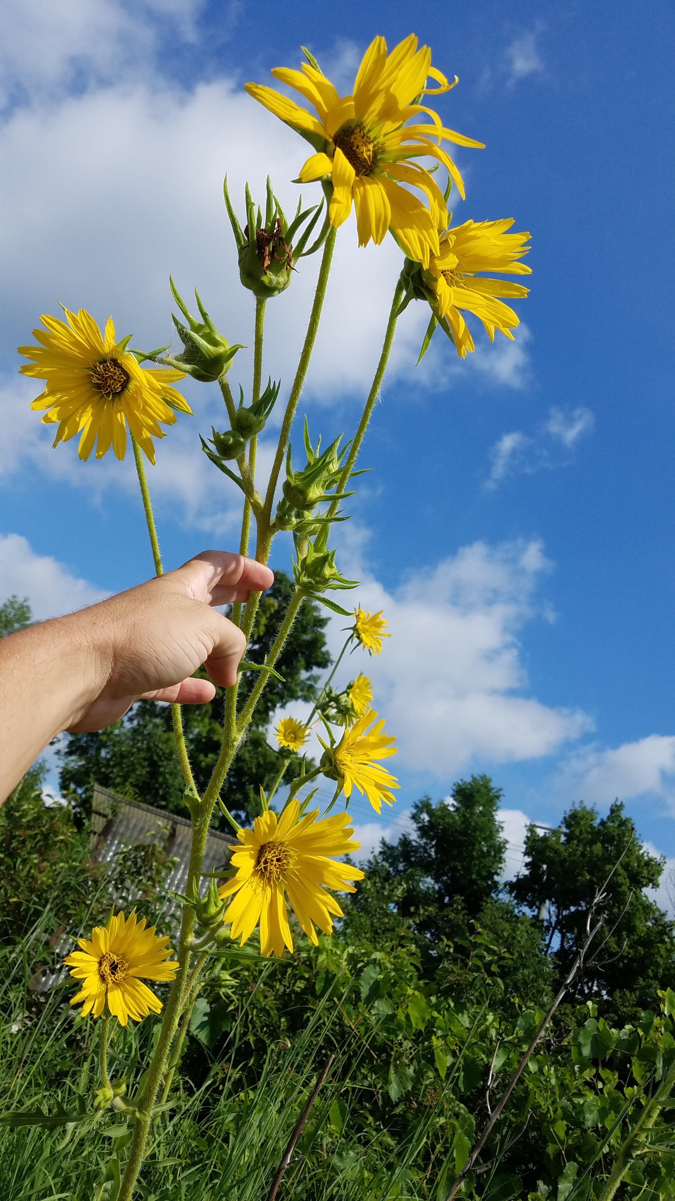 Compass Plant - (Silphium laciniatum)