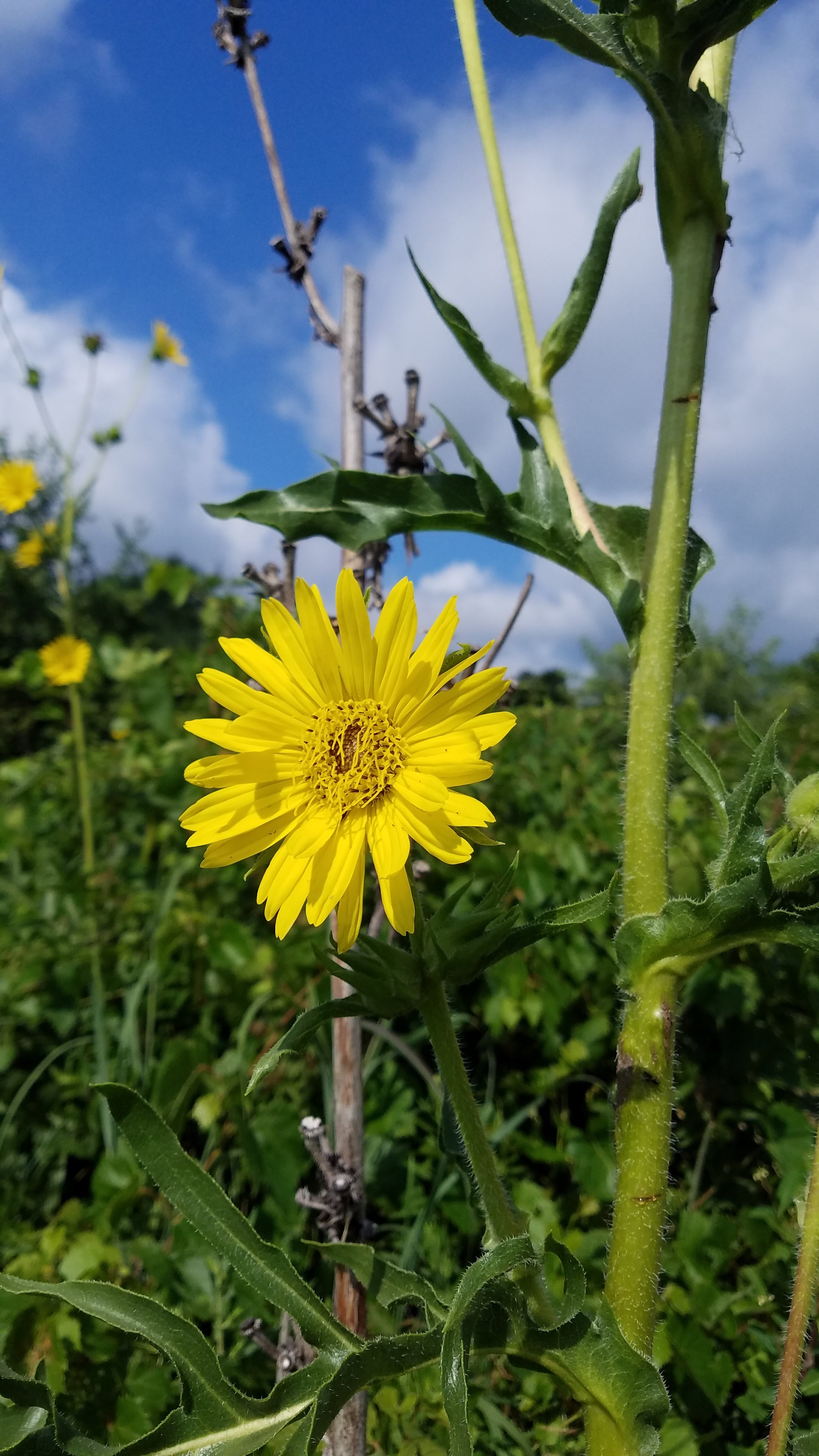 Compass Plant - (Silphium laciniatum) | Powell's Native Wildflowers