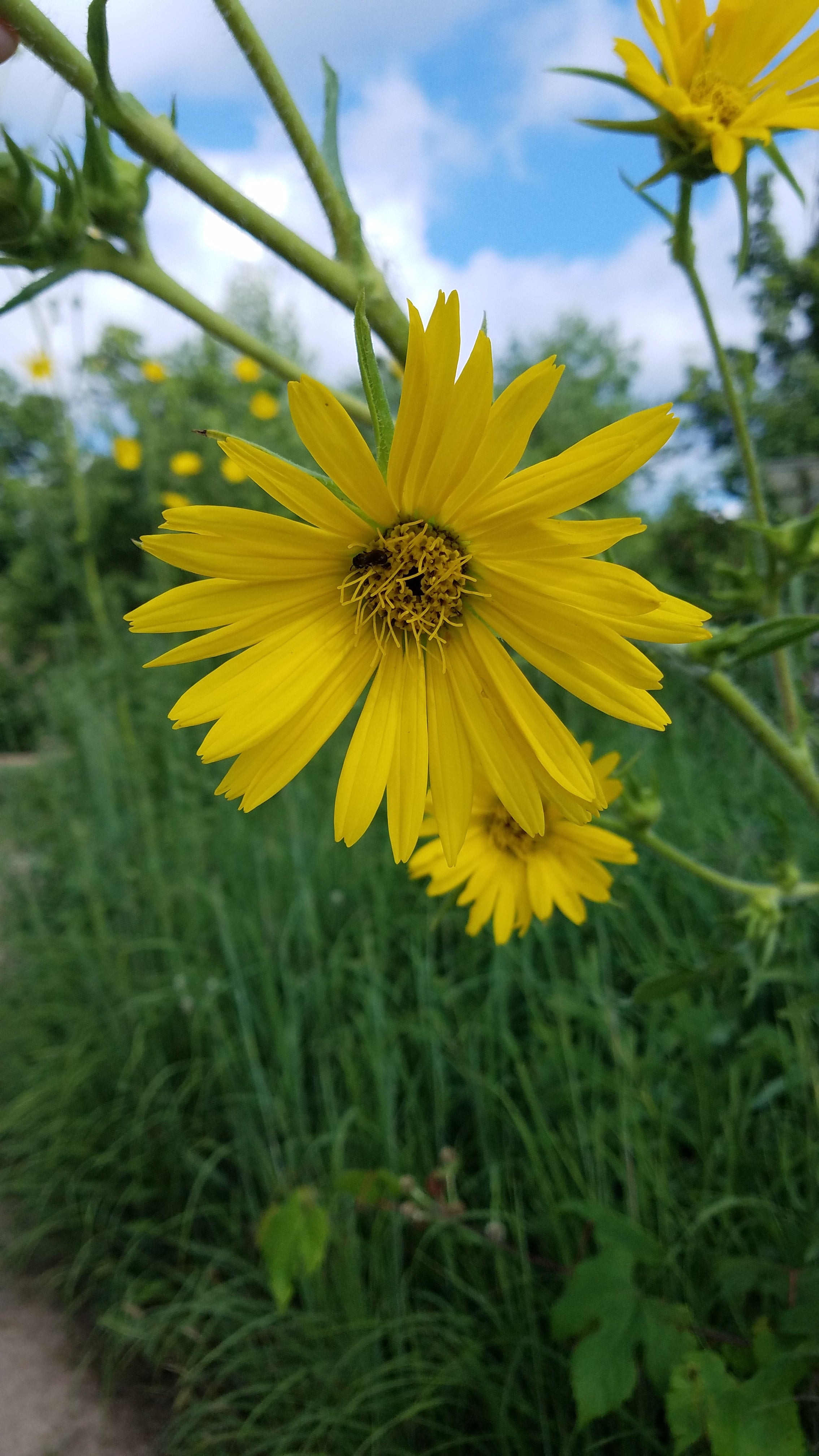 Compass Plant - (Silphium laciniatum) | Powell's Native Wildflowers