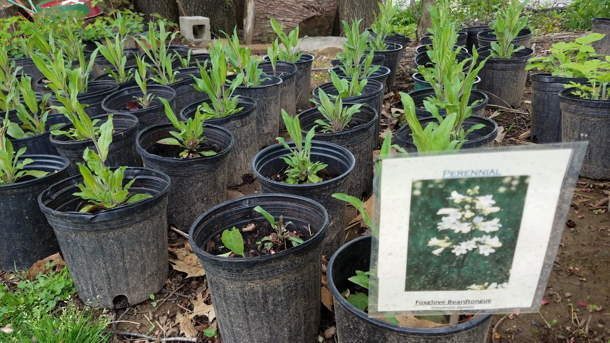 Foxglove Beardtongue - (Penstemon digitalis) | Powell's Native