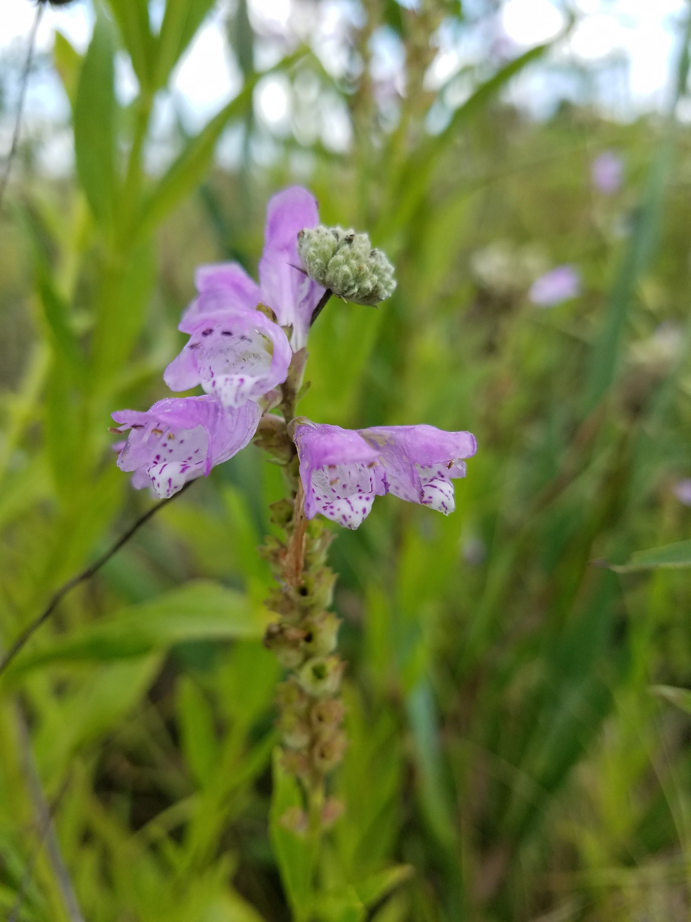 Obedient Plant - (Physostegia virginiana) | Powell's Native Wildflowers