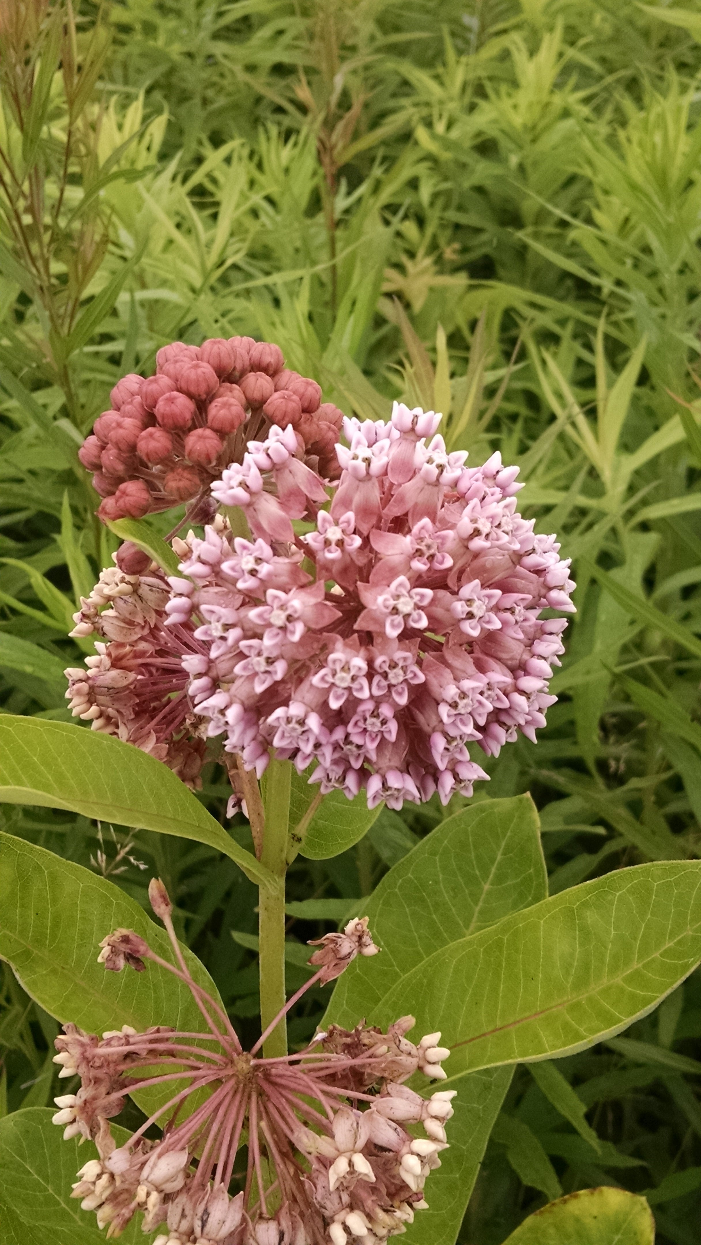 Common Milkweed - (Asclepias syriaca) | Powell's Native Wildflowers